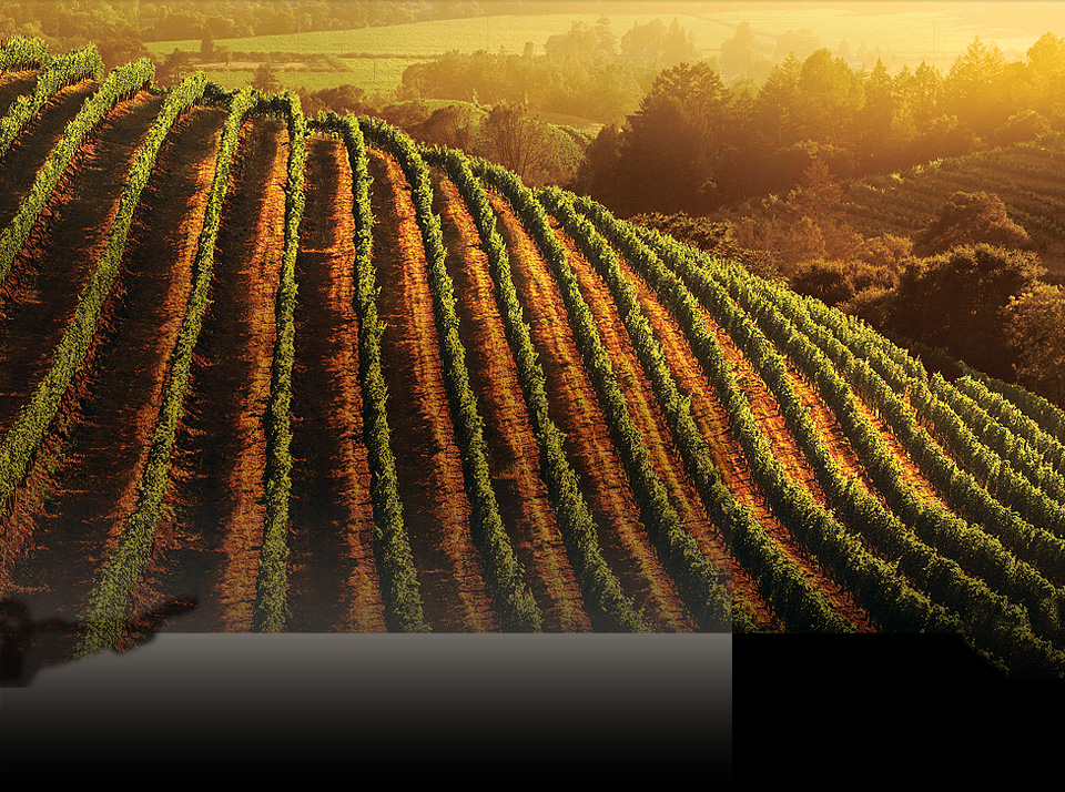 About Wine Institute California Wines